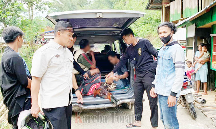 Gerebek Sabung Ayam di Nonongan, Polisi Tangkap 1 Oknum ASN dan 2 Warga Sipil