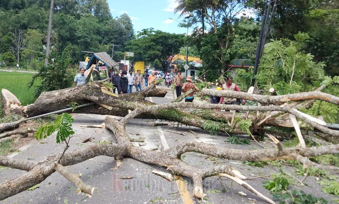 Antisipasi Cuaca Ekstrem, Pemda Tana Toraja Tebang Puluhan Pohon Tua di Pinggir Jalan