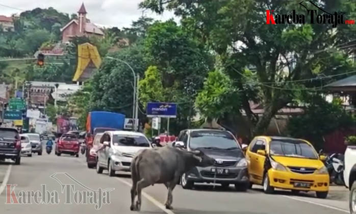VIRAL: Kerbau Lepas di Jalan Raya, Seruduk Kendaraan hingga Masuk Warung