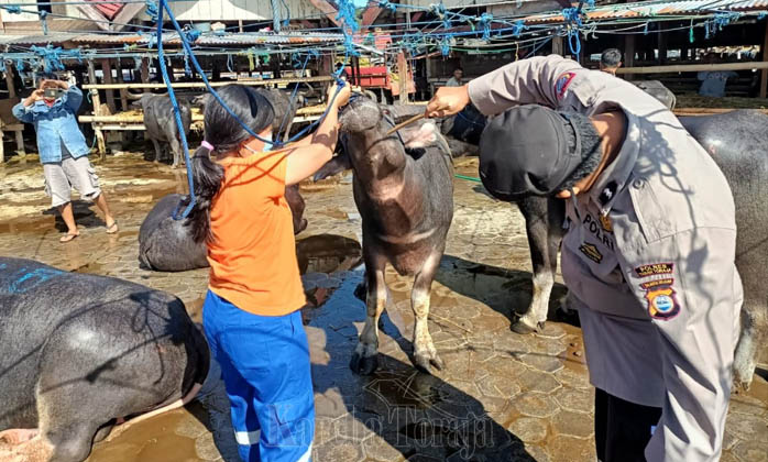Cegah Penyakit Mulut dan Kuku, Dinas Pertanian dan Polisi Periksa Kerbau di Pasar Bolu