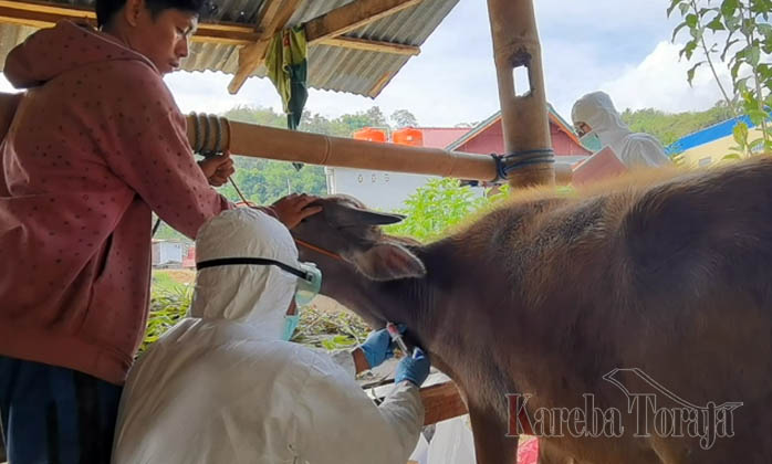 Begini Gejala Umum Penyakit Mulut dan Kuku Pada Kerbau
