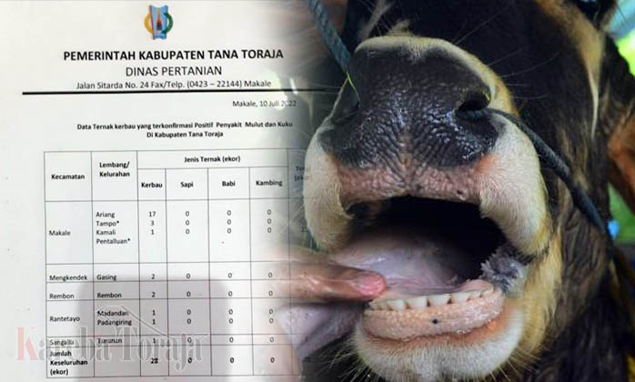 Jumlah Kerbau “Tanda” yang Terinfeksi PMK di Tana Toraja Bertambah