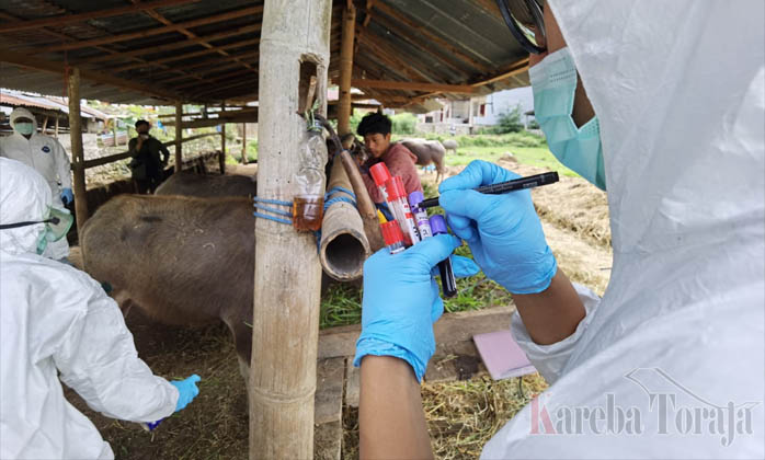 Dari 38 Kasus Positif PMK di Tana Toraja, Sisa 7 Ekor Kerbau yang Masih Sakit