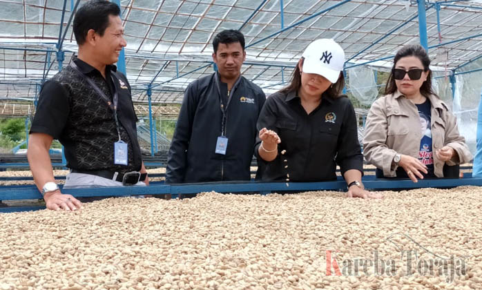 Politisi Nasdem, Eva Rataba Jajaki Potensi Wisata Kopi Toraja