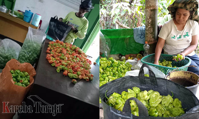 Permintaan Cabai Katokkon dari Luar Toraja Meningkat, Petani di Saluputti Minta Dukungan Bibit dan Pupuk