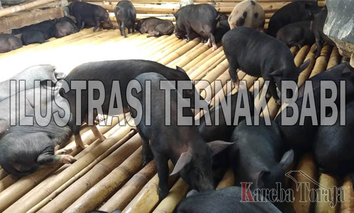 Waspadai Penyakit Demam Africa Pada Babi, Bupati Tana Toraja Keluarkan Surat Edaran