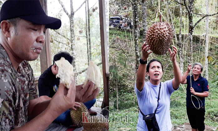 BERITA FOTO: Berwisata Durian Musang King ke Nanggala, Toraja Utara