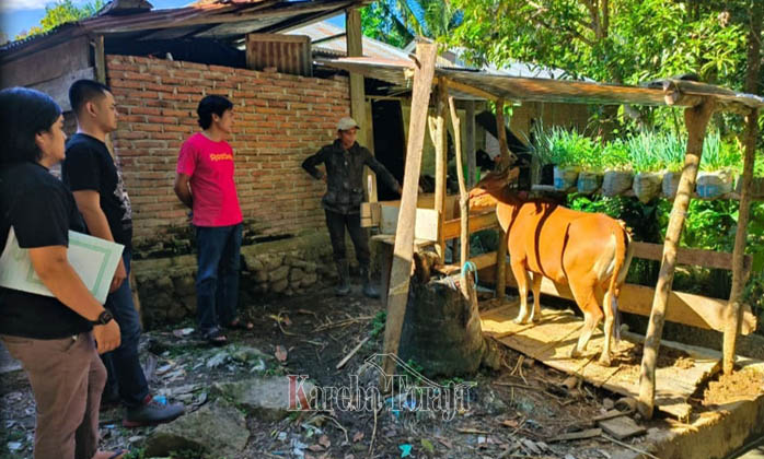 Dilaporkan Mencuri Sapi, 3 Warga Bittuang Ini Ditangkap Polisi