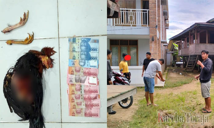 Lagi, Polres Toraja Utara Tangkap 2 Terduga Judi Sabung Ayam, 1 Diantaranya Masih Dibawah Umur