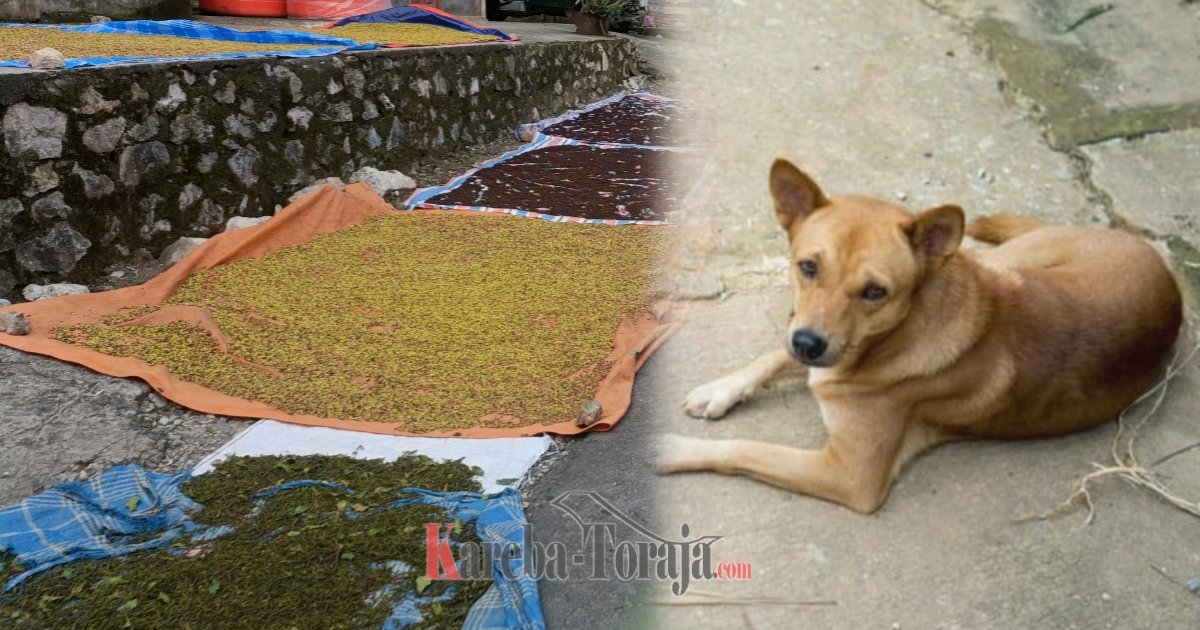 Warga Gandangbatu Sillanan Resah, Marak Pencurian Anjing Peliharaan dan Hasil Kebun