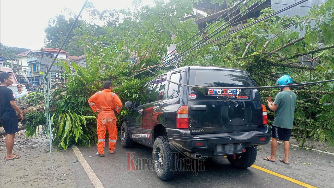 Pohon Tumbang Timpa Mobil, Warga Minta Pemkab Toraja Utara Pangkas Pohon di Jalur Rantepao-Bolu