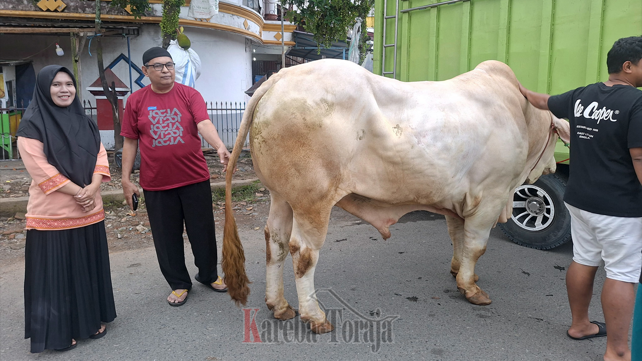 Presiden Prabowo Sumbang 1 Ekor Sapi Kurban untuk Umat Muslim Rantepao