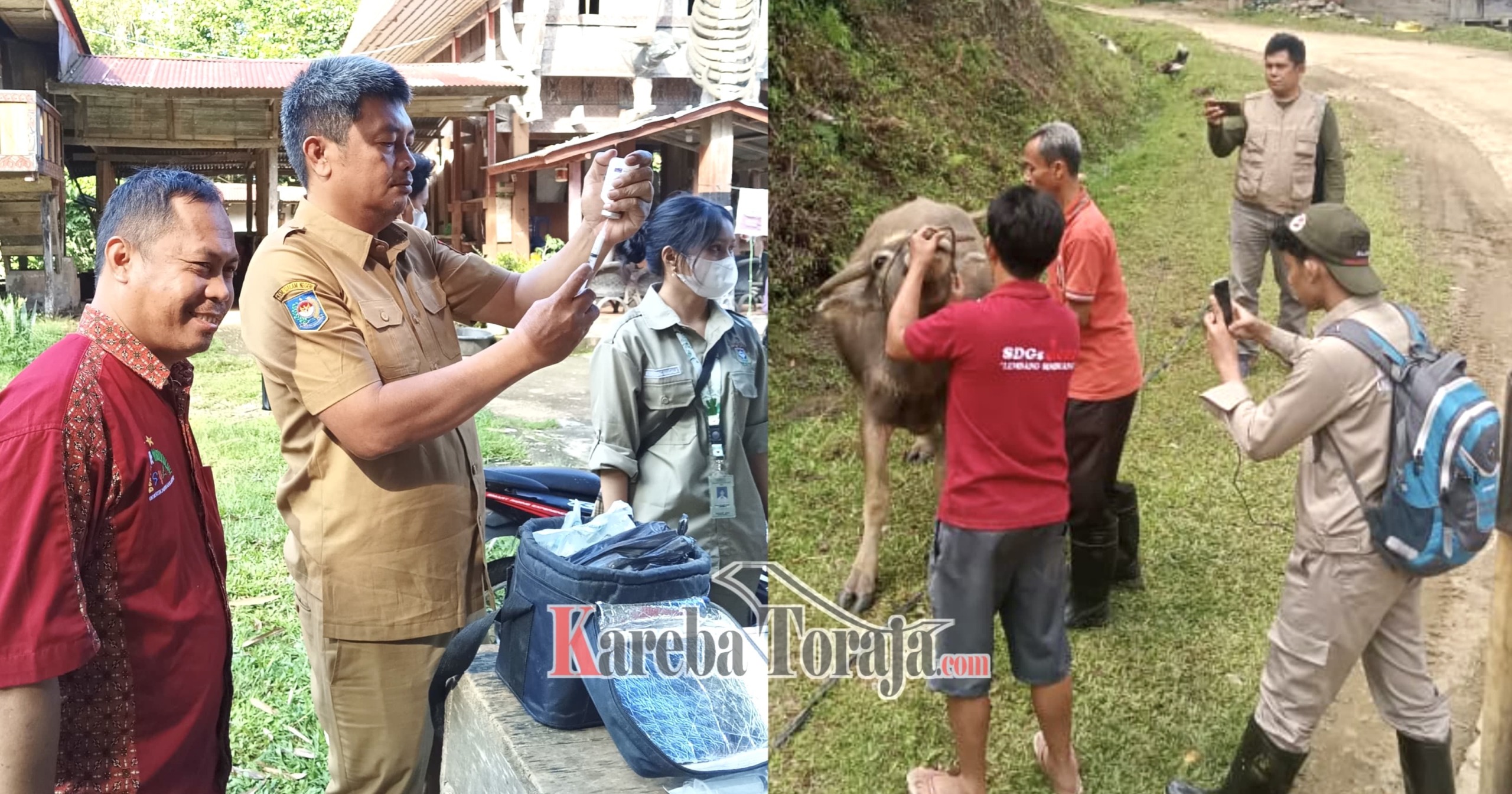 Dinas Pertanian Tana Toraja Lanjutkan Vaksinasi PMK dan Rabies di Dua Kecamatan