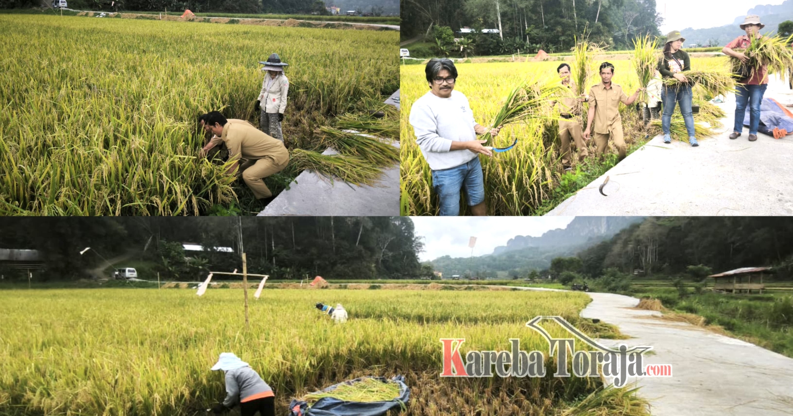 Petani di Kelurahan Lemo Makale Utara Gelar Panen Raya, Dukung Swasembada Pangan
